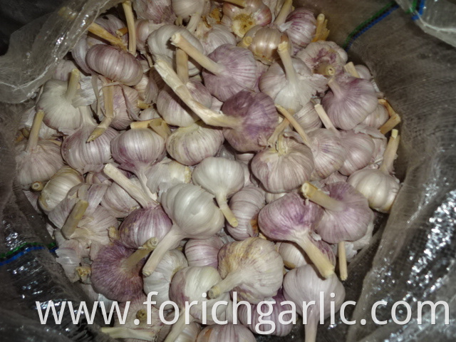 Regular White Garlic